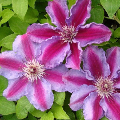 Clematis Tudor (à grandes fleurs) P9/C1