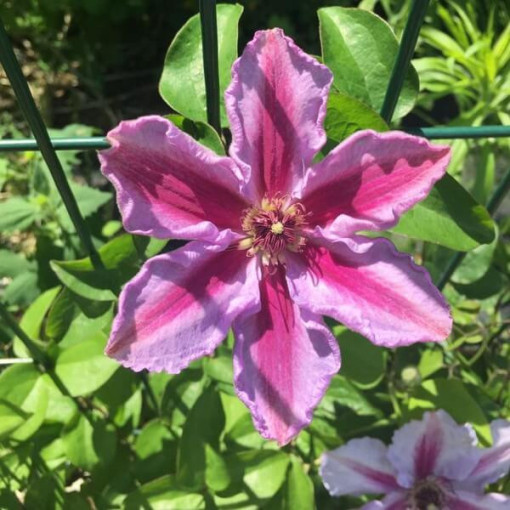Clematis Tudor (à grandes fleurs) P9/C1