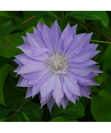 Clematis Teshio (à grandes fleurs, plein) P9/C1