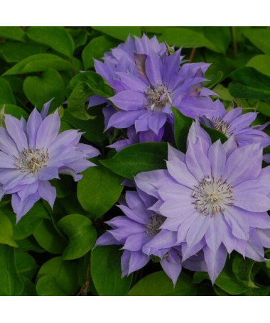 Clematis Teshio (à grandes fleurs, plein) P9/C1