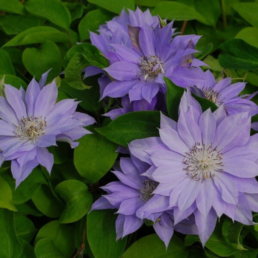 Clematis Teshio (à grandes fleurs, plein) P9/C1