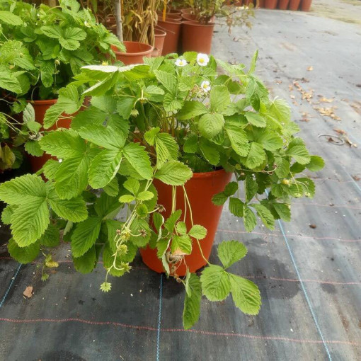 Fraise MIX rouge-jaune pot, 4L