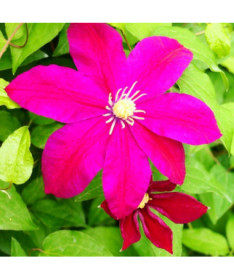 Clematis Sunset (à grandes fleurs) P9/C1