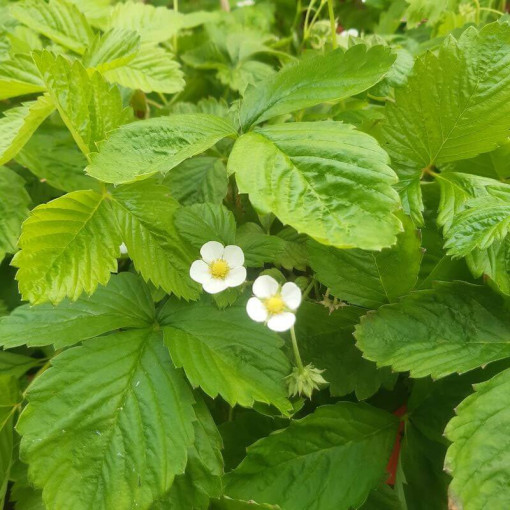 Fraise MIX rouge-jaune pot, 4L