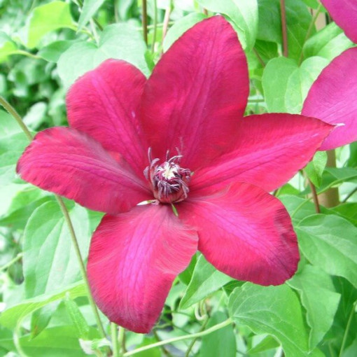 Clematis Solidarność (à grandes fleurs) P9/C1