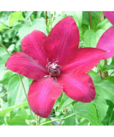 Clematis Solidarność (à grandes fleurs) P9/C1