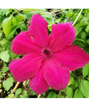 Clematis Solidarność (à grandes fleurs) P9/C1