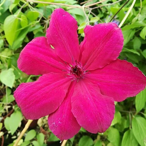 Clematis Solidarność (à grandes fleurs) P9/C1