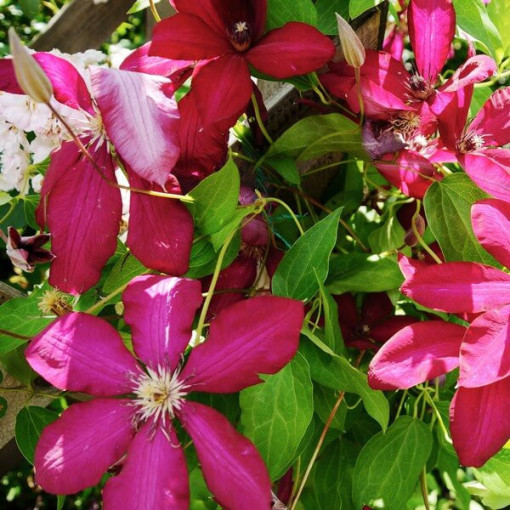 Clematis Solidarność (à grandes fleurs) P9/C1