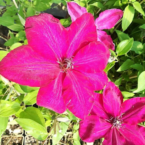 Clematis Solidarność (à grandes fleurs) P9/C1