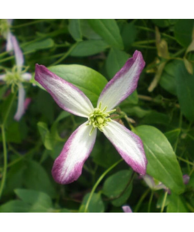 Clematis Botanique 'Rubromarginata' P9/C1