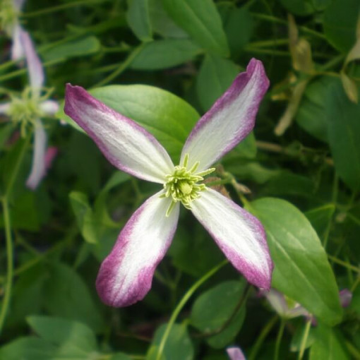 Clematis Botanique 'Rubromarginata' P9/C1