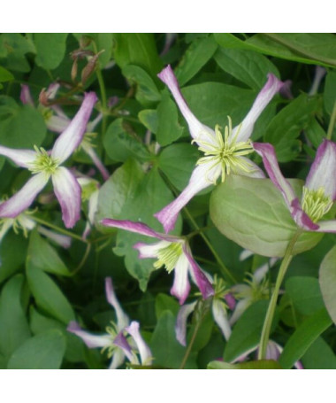 Clematis Botanique 'Rubromarginata' P9/C1