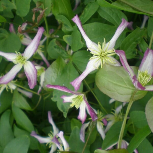 Clematis Botanique 'Rubromarginata' P9/C1