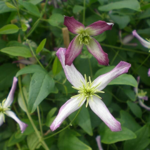 Clematis Botanique 'Rubromarginata' P9/C1