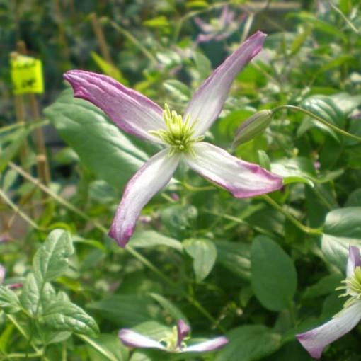 Clematis Botanique 'Rubromarginata' P9/C1