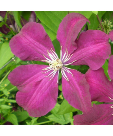 Clematis Rouge Cardinal (à grandes fleurs) P9/C1