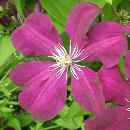 Clematis Rouge Cardinal (à grandes fleurs) P9/C1