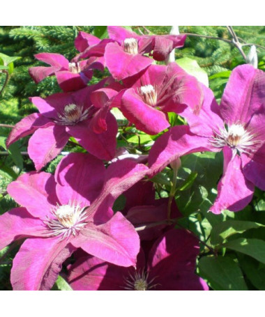 Clematis Rouge Cardinal (à grandes fleurs) P9/C1