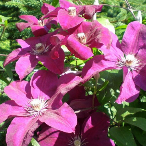 Clematis Rouge Cardinal (à grandes fleurs) P9/C1