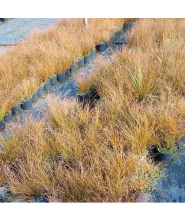 Laîche Prairie Fire, pot de 2L