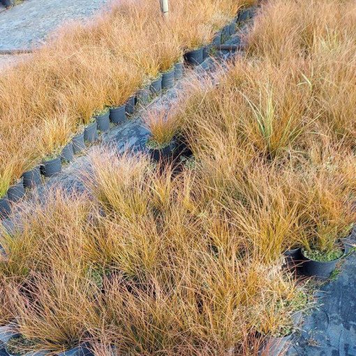 Laîche Prairie Fire, pot de 2L