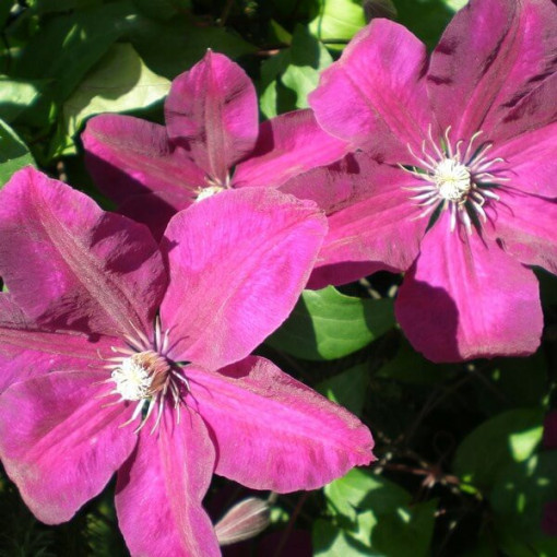 Clematis Rouge Cardinal (à grandes fleurs) P9/C1