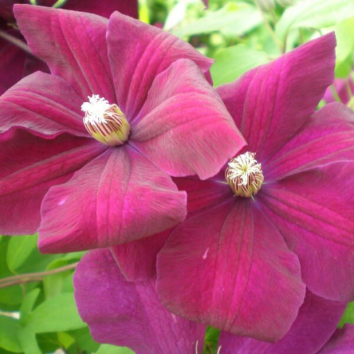 Clematis Rouge Cardinal (à grandes fleurs) P9/C1