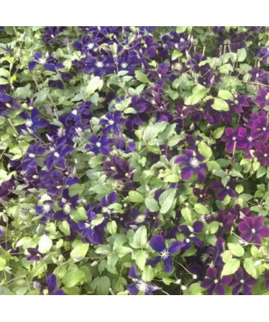 Clematis Romantica P9/C1