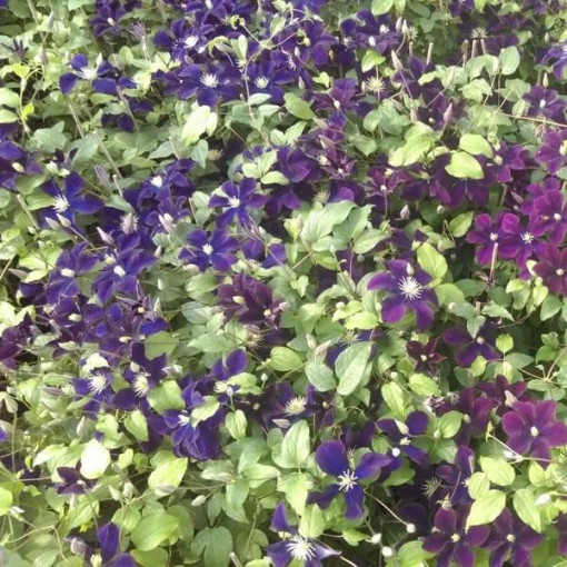 Clematis Romantica P9/C1