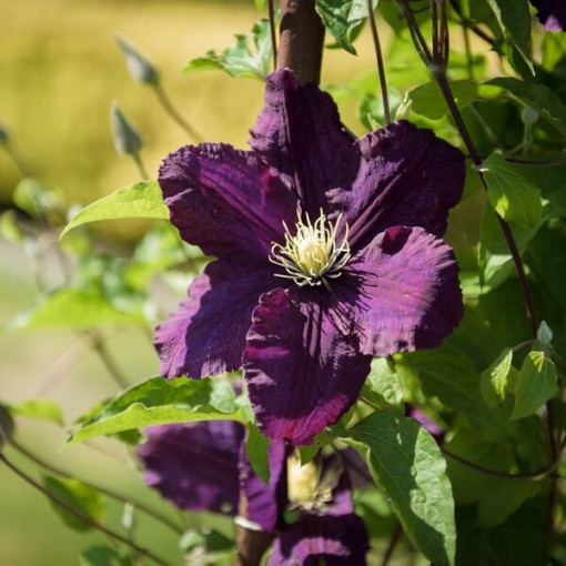 Clematis Romantica P9/C1