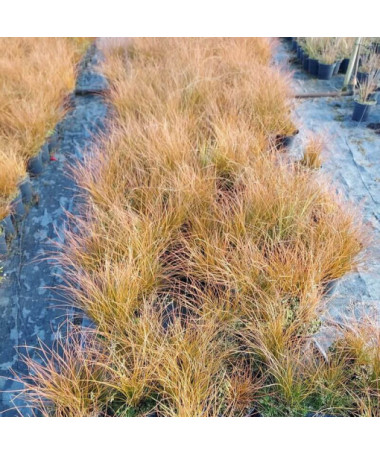 Laîche Prairie Fire, pot de 2L