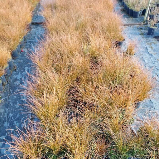 Laîche Prairie Fire, pot de 2L
