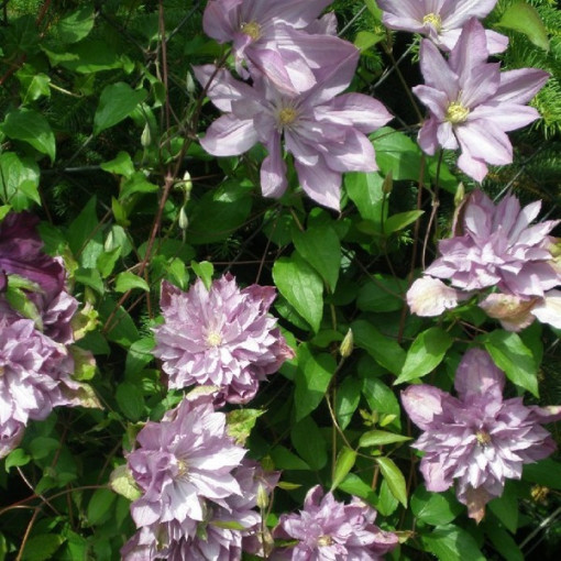 Clematis Proteus (à grandes fleurs, plein) PEŁNY P9/C1