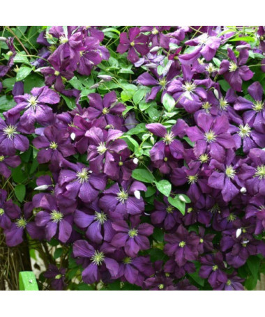 Clematis Polish Spirit P9/C1