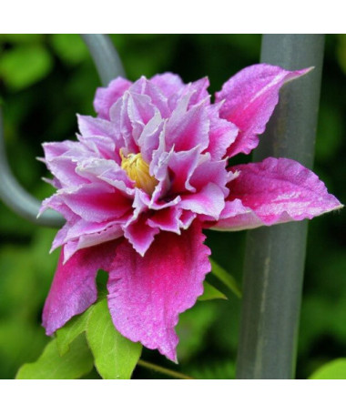 Clematis Piilu (à grandes fleurs, plein) P9/C1