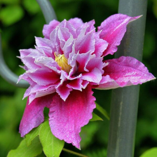 Clematis Piilu (à grandes fleurs, plein) P9/C1