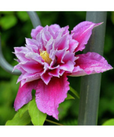 Clematis Piilu (à grandes fleurs, plein) P9/C1