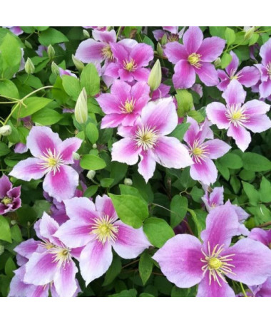 Clematis Piilu (à grandes fleurs, plein) P9/C1