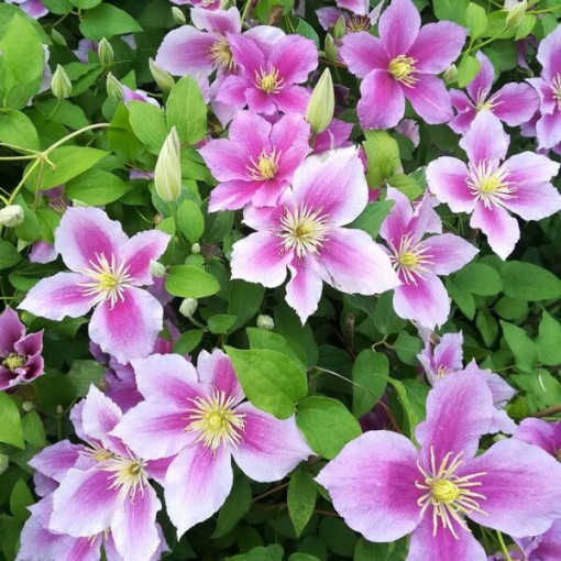 Clematis Piilu (à grandes fleurs, plein) P9/C1