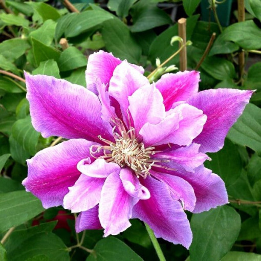 Clematis Piilu (à grandes fleurs, plein) P9/C1