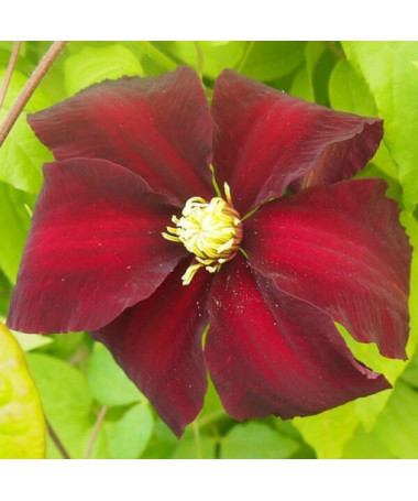 Clematis Niobe (à grandes fleurs) P9/C1