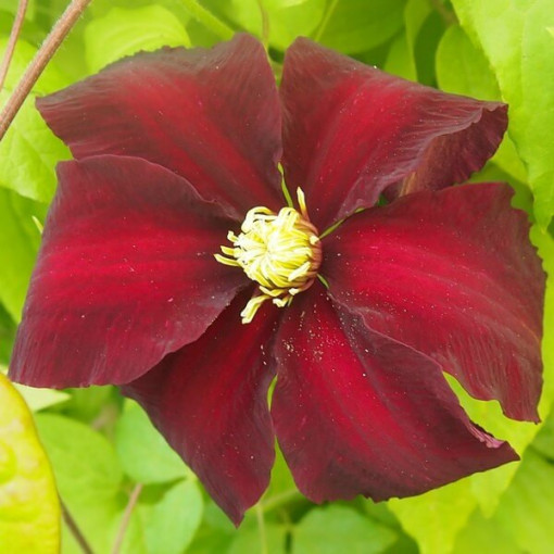 Clematis Niobe (à grandes fleurs) P9/C1