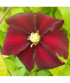 Clematis Niobe (à grandes fleurs) P9/C1