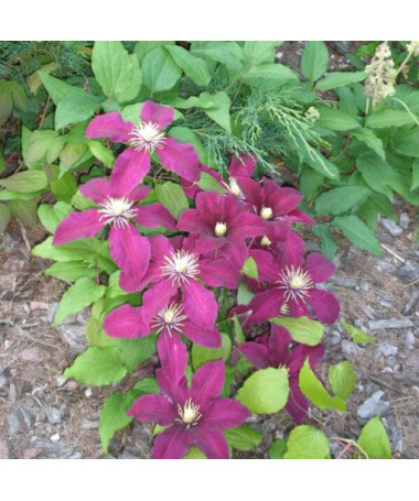 Clematis Niobe (à grandes fleurs) P9/C1