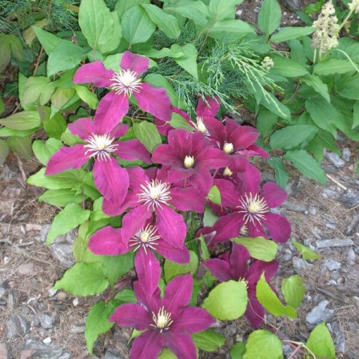 Clematis Niobe (à grandes fleurs) P9/C1