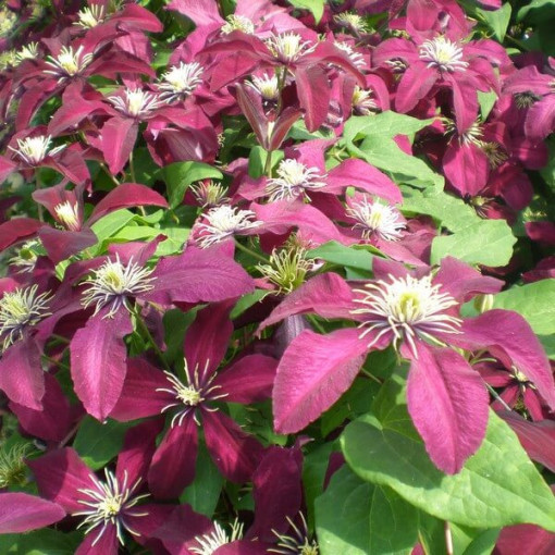 Clematis Niobe (à grandes fleurs) P9/C1