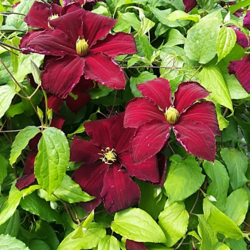 Clematis Niobe (à grandes fleurs) P9/C1