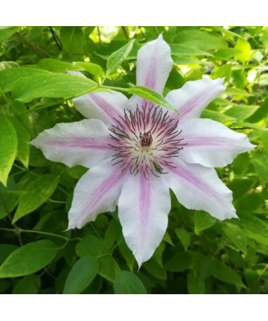 Clematis Nelly Moser (à grandes fleurs) P9/C1