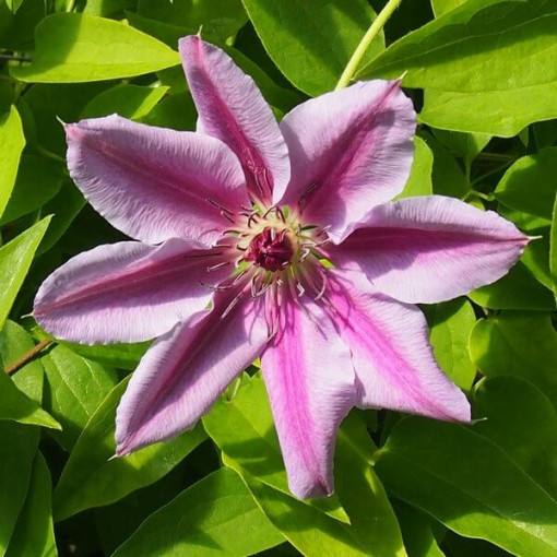 Clematis Nelly Moser (à grandes fleurs) P9/C1